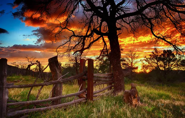 Картинка закат, дерево, забор