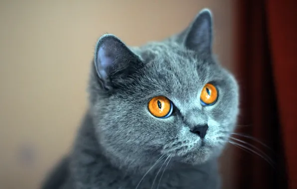 Кошка, кот, взгляд, серый, портрет, мордашка, британский, желтые глаза
