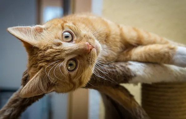 Кошка, кот, взгляд, поза, лапы, рыжий, лежит, мех