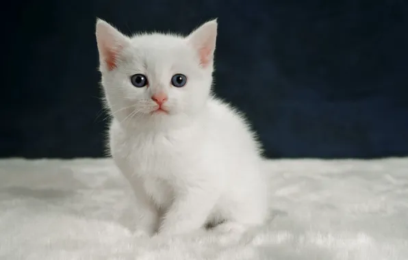 Кошка, белый, взгляд, темный фон, котенок, фон, малыш, милый