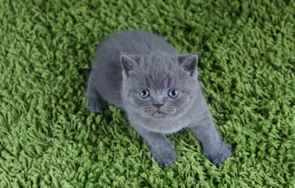 Кошка, зеленый, котенок, ворс, коврик, британский