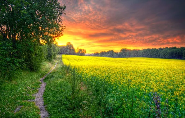 Картинка дорога, поле, лес, трава, солнце, цветы, рассвет, утро