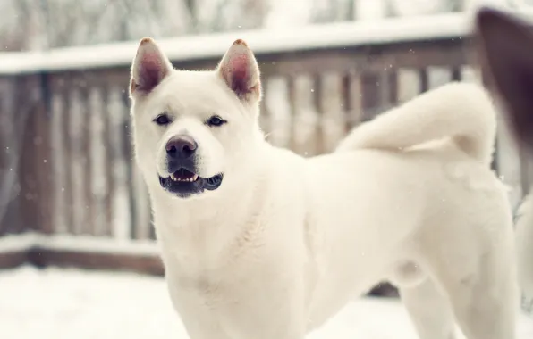Картинка зима, Собака, dog, лайка