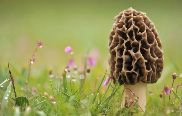 Картинка трава, капли, макро, фото, гриб, mashroom morchella, сморчек