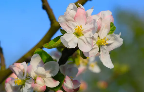 Flower, spring, twig