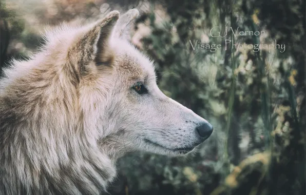 Картинка природа, волк, GJ-Vernon