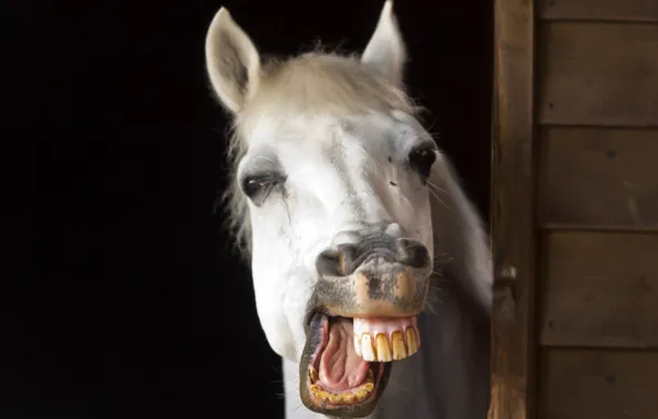 Картинка smile, animal, horse, Happy horse