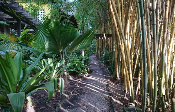Suriname wallpapers, Jacana wellness resort Suriname, Bamboo garden Suriname Jacana, Jacana Hotel Suriname