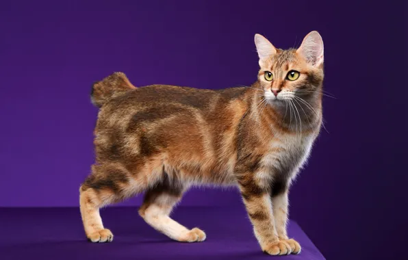 Кошка, кот, взгляд, поза, рыжий, мордашка, фиолетовый фон, короткий хвост