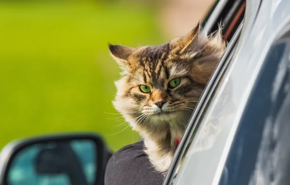 Машина, кошка, кот, морда, серый, пушистый, автомобиль, выражение