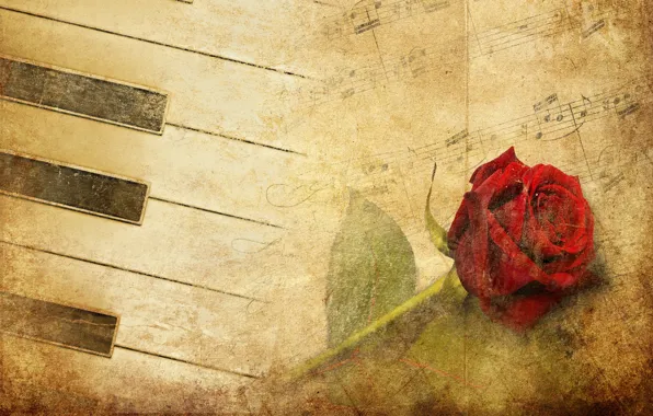 Картинка цветок, роза, красная роза, фортепиано, красная, vintage, музыку