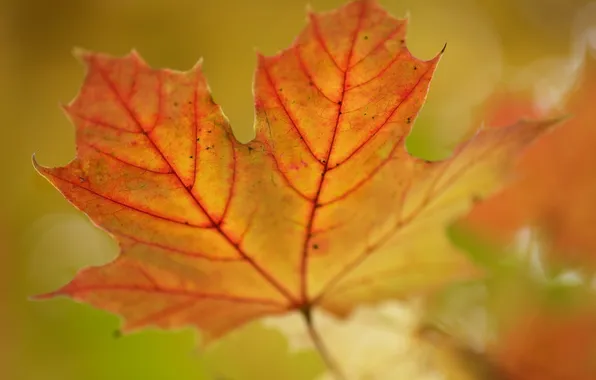 Картинка осень, макро, лист, цвет, размытие, прожилки