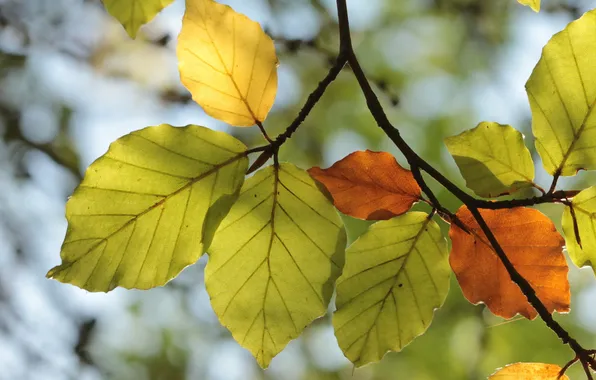 Осень, листья, природа
