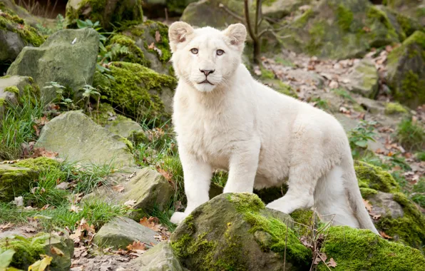 Картинка кошка, трава, камни, мох, детёныш, львёнок, белый лев