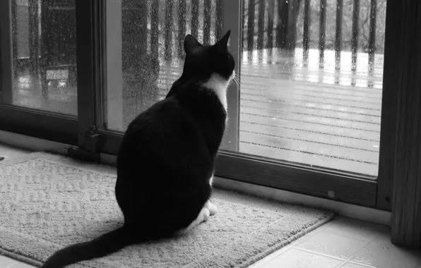 Картинка грусть, кот, дождь, окно, Черно-белая, 158