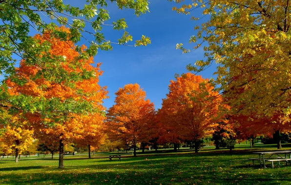 Картинка осень, небо, солнце, свет, деревья, пейзаж, скамейка, свежесть
