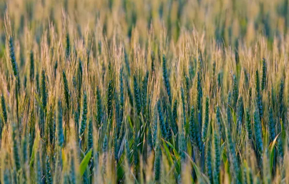 Пшеница, поле, злак