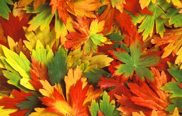 Картинка осень, листья, Калейдоскоп