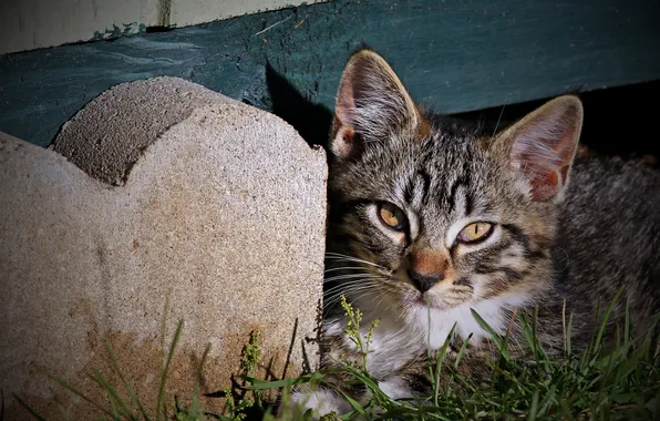 Кошка, трава, взгляд, свет, поза, котенок, серый, бетон