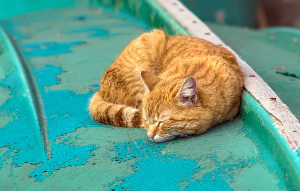 Кошка, кот, фон, отдых, краска, цвет, сон, рыжий