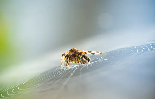 Картинка паутина, паук, фокус