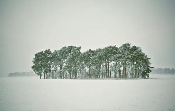 Зима, лес, снег, деревья, метель, заснежено