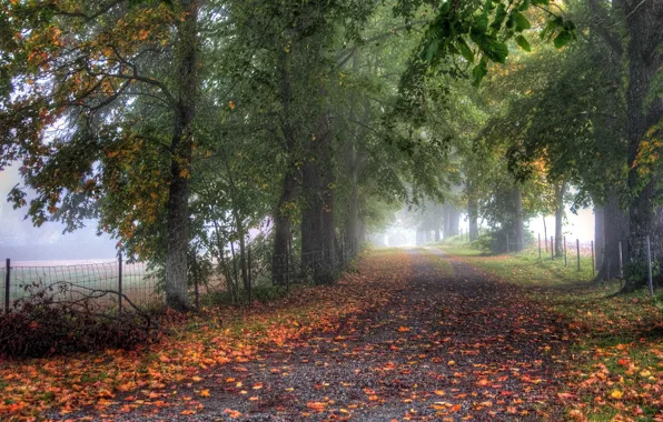 Картинка дорога, осень, деревья, туман, ограда, аллея