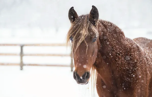 Картинка зима, снег, конь