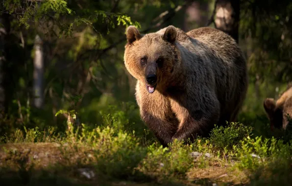 Картинка лес, медведь, зверь, Топтыгин, Александр Перов
