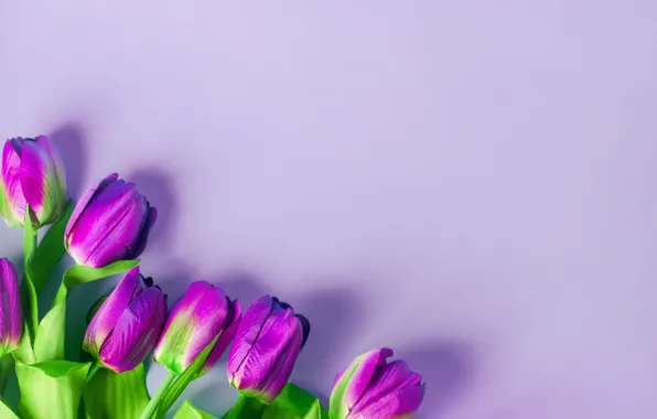 Картинка фиолетовый, цветы, фон, тюльпаны, flowers, tulips, purple