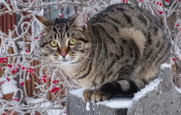 Зима, кот, домашние животные
