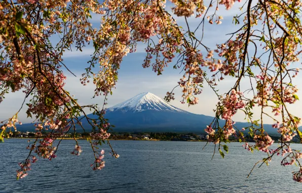 Картинка небо, ветки, весна, Япония, сакура, Japan, цветение, гора Фуджи