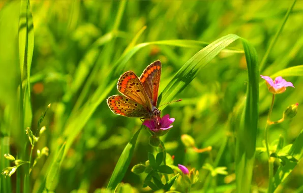 Макро, Весна, Бабочка, Цветок, Flower, Spring, Macro, Butterfly