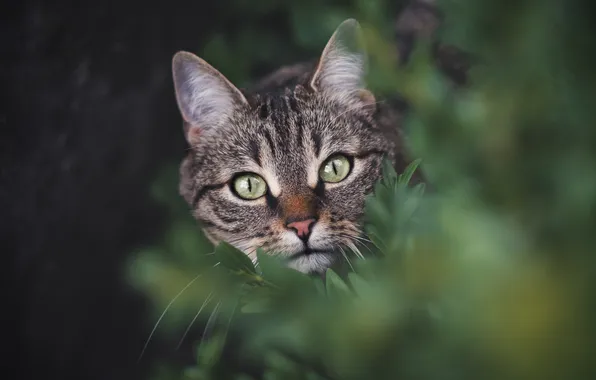 Кошка, кот, взгляд, листья, ветки, природа, поза, серый
