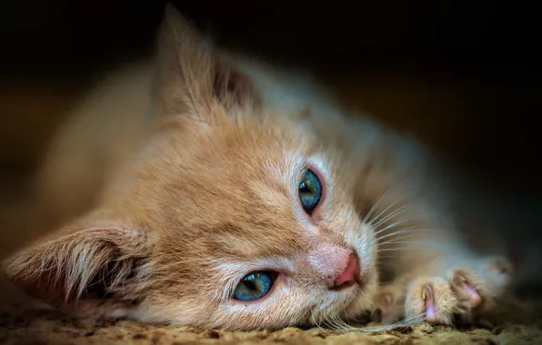 Кошка, крупный план, поза, котенок, фон, лапа, рыжий, мордочка