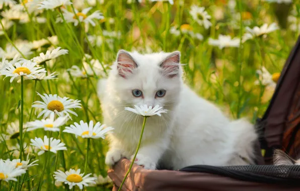 Кошка, белый, цветы, природа, котенок, поляна, ромашки, сумка
