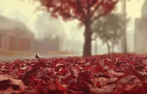 Листья, свет, улица