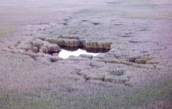 Вода, свет, гладь, отражение, камыши, серость, блеск, болото