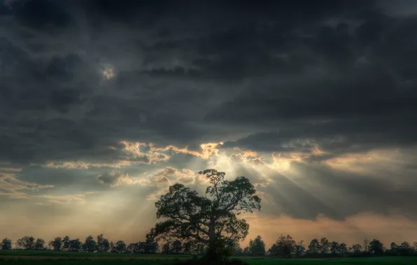 Картинка поле, облака, свет, деревья