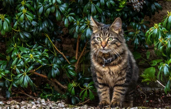 Картинка кошка, взгляд, листья, ветки, котенок, фон, куст, котик