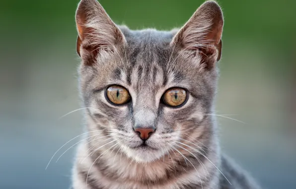 Картинка кошка, взгляд, фон, мордочка