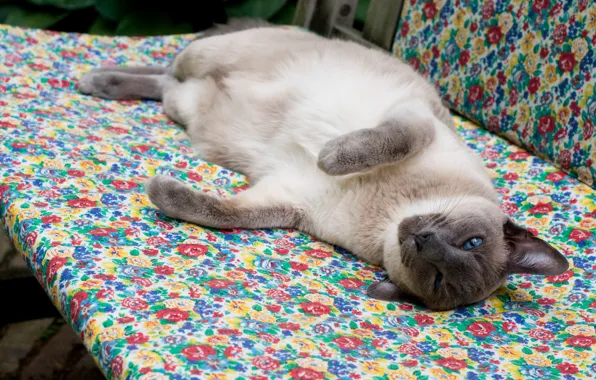 Кошка, кот, лежит, отдыхает, валяется