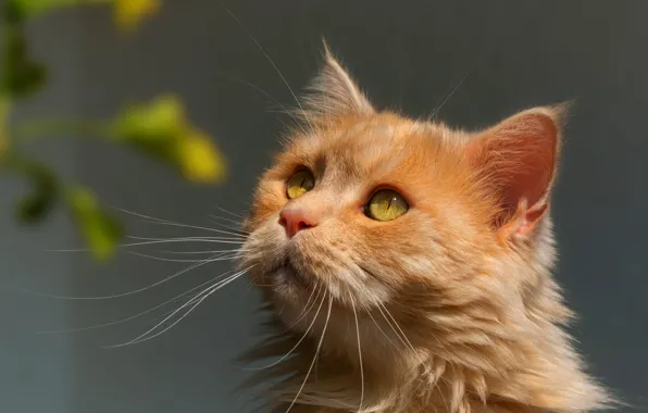 Кошка, кот, взгляд, морда, листья, серый, фон, портрет