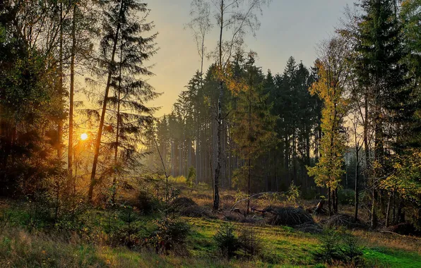 Картинка осень, лес, деревья, закат, Германия