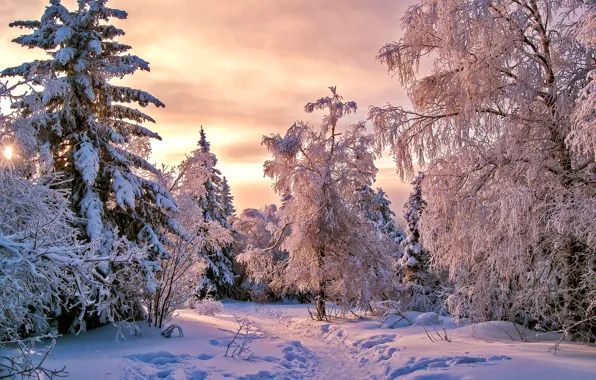 Картинка лес, снег, деревья