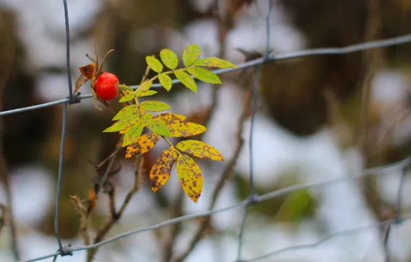 Red, autumn, fruit, leaf, twig, wild Rose