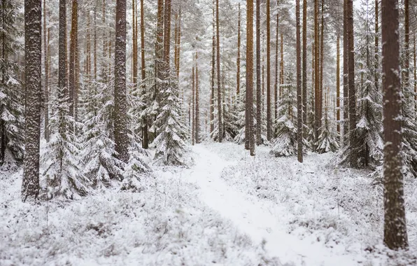 Зима, лес, снег, деревья, тропинка