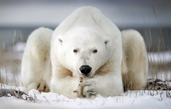 Картинка зима, снег, поза, белый медведь