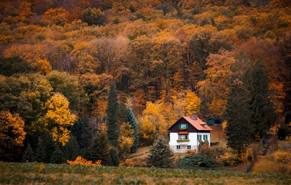 Осень, лес, деревья, домик