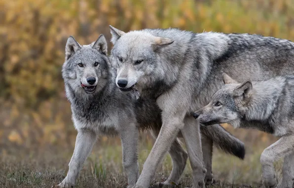 Nature, predator, animal, wolf, wildlife, portrait, portrait., Canis lupus. face